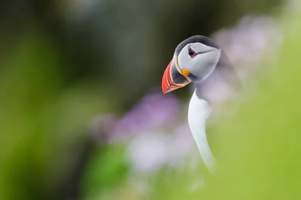 Puffin Atlántico Fratercula Arctica Hermoso Pájaro Marino Colorido Del Atlántico — Foto de Stock