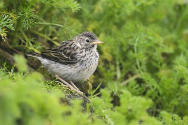 Meadow Pipit - Anthus pratensis, Avrupa çayırlarından ve otlaklarından tüneyen küçük kahverengi kuş, Shetlands, İngiltere.