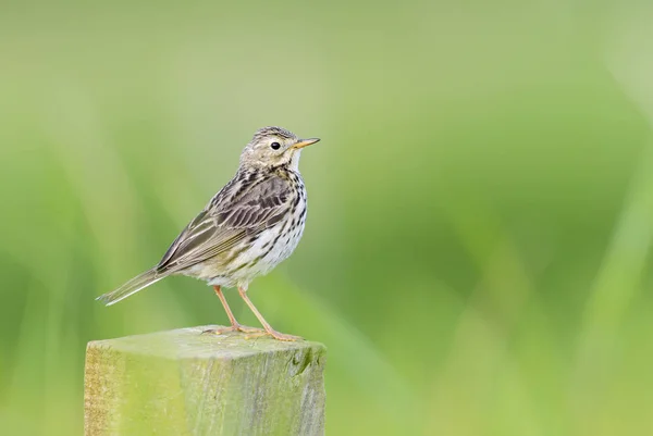 Meadow Pipit Anthus Pratensis Small Brown Perching Bird European Meadows — Stock Photo, Image