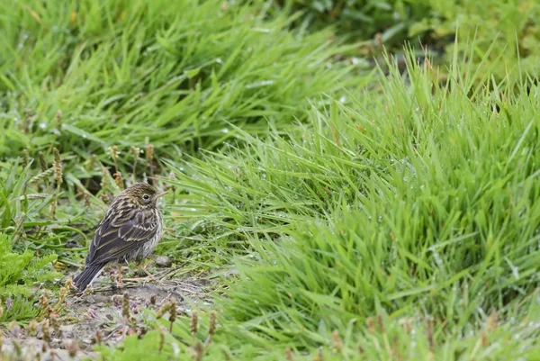 Meadow Pipit Anthus Pratensis Small Brown Perching Bird European Meadows — 图库照片