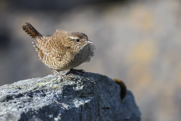 ミソサザイのミソサザイ 欧州の牧草地や草原 Shetlands 英国から小さな茶色の止まった鳥 — ストック写真