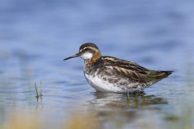 Kızıl enseli Phalarope - Phalaropus lobatus, Kuzey Avrupa dan küçük wader su kıyıları, Shetlands, İngiltere.