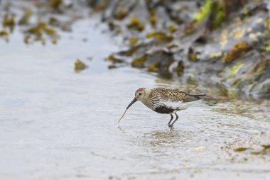 Dunlin - Calidris alpina, Avrupa su güzel wader kıyıları, Shetlands, İskoçya, Birleşik Krallık.