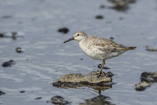 Red Knot - Calidris canutus, beautiful wader from European water shores, Shetlands, Scotland, UK.