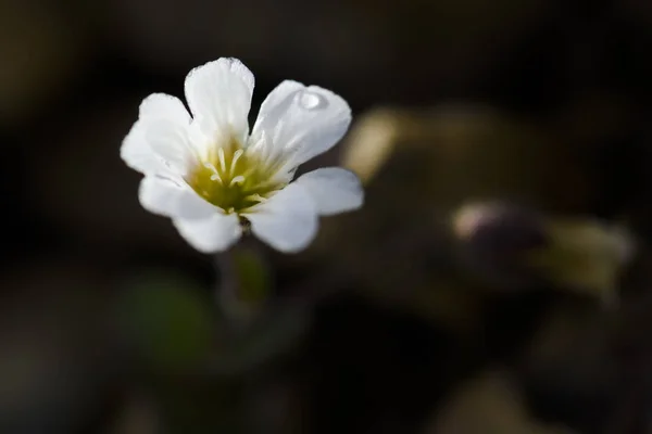 Flor Orelha Rato Ártico Cerastium Nigrescens Flor Branca Rara Das — Fotografia de Stock