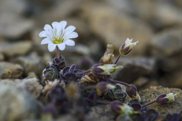 Arctic Mouse Ear Flower Cerastium Nigrescens Rare White Flower Shetland — Stock Photo, Image