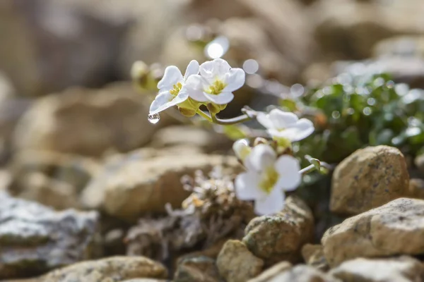Northern Rock Cress Flower Arabidopsis Petraea Rare White Flower Shetland — Stock Photo, Image
