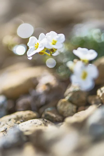 Flor Agrião Norte Arabidopsis Petraea Flor Branca Rara Das Ilhas — Fotografia de Stock