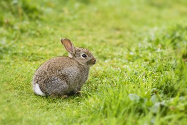Avrupa Rabbit - dikkatli European, şirin küçük memeli Avrupa çayır ve meralar, Shetlands, İngiltere.