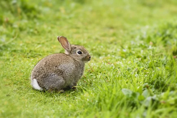 Avrupa Rabbit Dikkatli European Şirin Küçük Memeli Avrupa Çayır Meralar — Stok fotoğraf