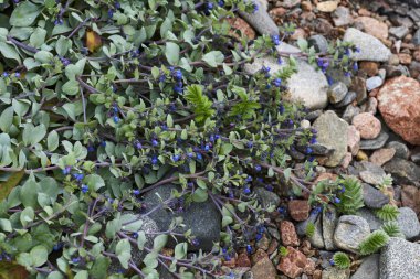 Oysterplant - Mertensia maritima, güzel nadir mavi çiçek Atlantik adalarından, Shetlands, İngiltere.