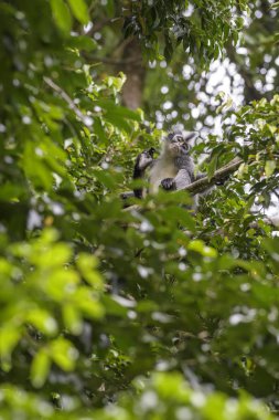 Kuzey Sumatra yaprağı Monkey - Presbytis THOMASI, endemik maymun ormanlardaki Kuzey Sumatra, Endonezya.