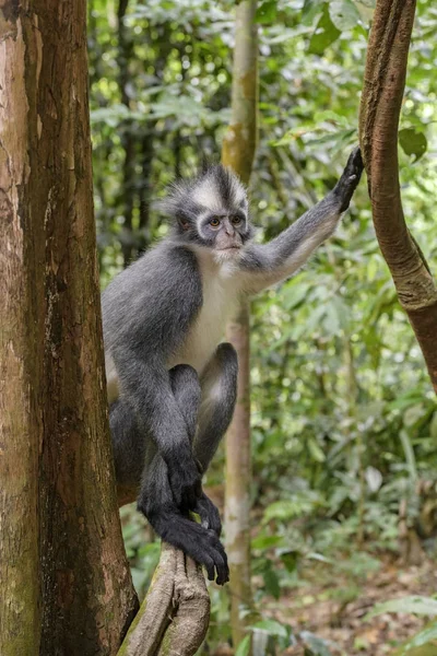 수마트라 원숭이 Presbytis Thomasi 수마트라 인도네시아에서에서 원숭이 — 스톡 사진