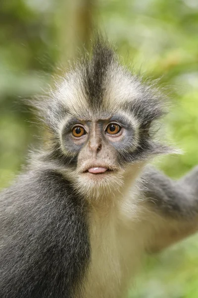 North Sumatran Leaf Monkey Presbytis Thomasi Эндемичная Обезьяна Лесов Северной — стоковое фото