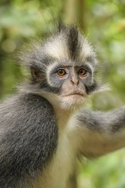 North sumatran leaf monkey Stock Photos, Royalty Free North sumatran leaf monkey Images | Depositphotos North sumatran leaf monkey Stock Photos, Royalty Free North sumatran leaf monkey Images | Depositphotos
