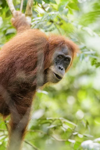 Sumatran Orang Utan Pongo Abelii Hominid Primate Sumatran Forests Indonesia — Stock Photo, Image