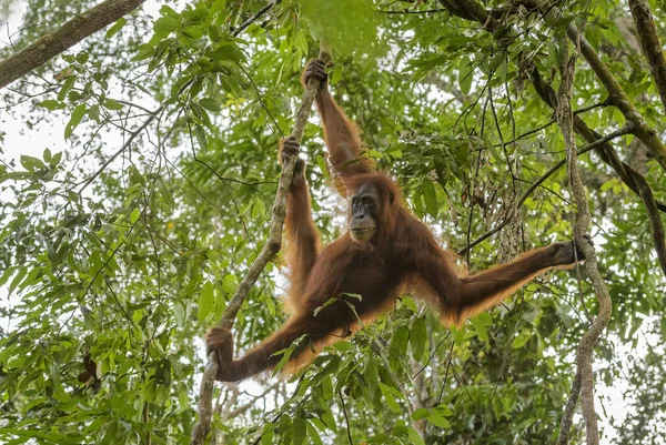 Sumatran Orang Utan Pongo Abelii Hominid Primate Sumatran Forests Indonesia — Stock Photo, Image