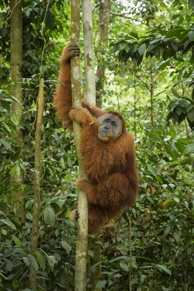 苏门兰奥朗 阿贝利 来自印度尼西亚苏门答腊森林的人类灵长类动物 — 图库照片