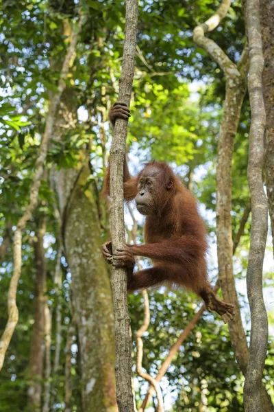 Sumatran Orang Utan Pongo Abelii Hominid Primate Sumatran Forests Indonesia — Stock Photo, Image