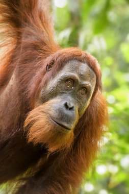 Sumatra Orang-utan - Pongo abelii, ormanlardaki Sumatra, Endonezya hominid primat.