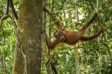 Sumatra Orang-utan - Pongo abelii, ormanlardaki Sumatra, Endonezya hominid primat.