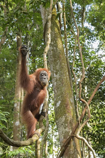 Szumátrai Emberfélék Pongo Abelii Emberszabású Prímás Szumátrai Erdők Indonézia — Stock Fotó