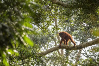 Sumatra Orang-utan - Pongo abelii, ormanlardaki Sumatra, Endonezya hominid primat.