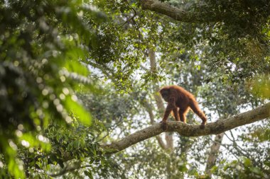 Sumatran Orang-utan - Pongo abelii, hominid primate from Sumatran forests, Indonesia. clipart