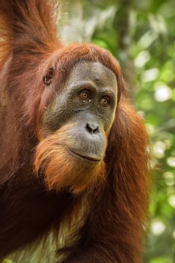 Sumatra Orang-utan - Pongo abelii, ormanlardaki Sumatra, Endonezya hominid primat.