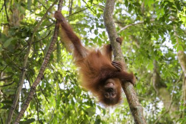 Sumatra Orang-utan - Pongo abelii, ormanlardaki Sumatra, Endonezya hominid primat.