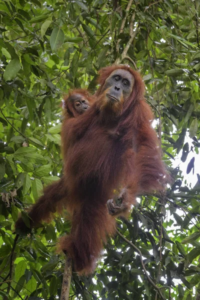 Sumatran Orang Utan Pongo Abelii Hominid Primate Sumatran Forests Indonesia — Stock Photo, Image