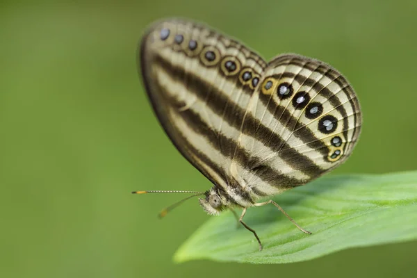 Sumatra Brushfoot Butterfly Ragadia Makuta Vacker Fjäril Från Sumatras Skogar — Stockfoto