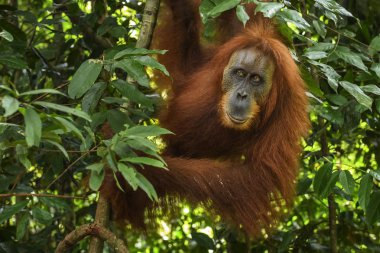 Sumatra Orang-utan - Pongo abelii, ormanlardaki Sumatra, Endonezya hominid primat.