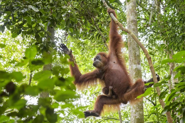 Sumatran Orang Utan Pongo Abelii Hominid Primate Sumatran Forests Indonesia — Stock Photo, Image