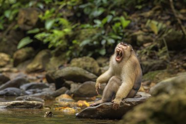 Güney domuz kuyruklu makak - Macaca nemestrina, büyük güçlü makak ormanlardaki Güneydoğu Asya, Sumatra, Endonezya.