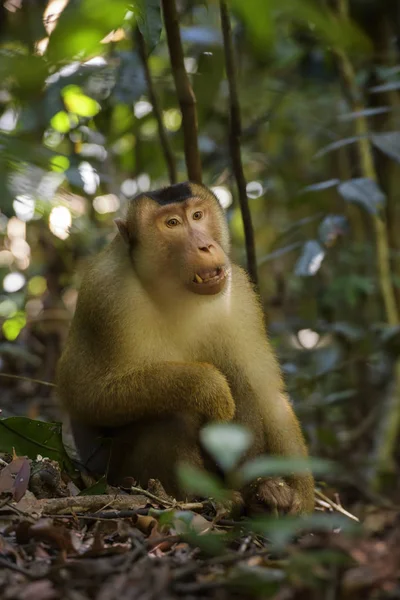南猪尾猕猴 Macaque Nemestrina 来自东南亚森林的大型强大猕猴 印度尼西亚苏门答腊 — 图库照片