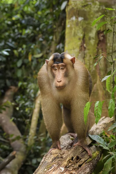 南猪尾猕猴 Macaque Nemestrina 来自东南亚森林的大型强大猕猴 印度尼西亚苏门答腊 — 图库照片