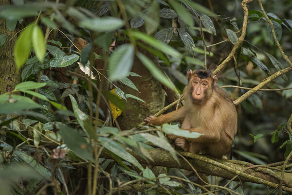 Southern Pig-tailed Macaque - Macaca nemestrina, large powerful macaque from Southeast Asia forests, Sumatra, Indonesia.