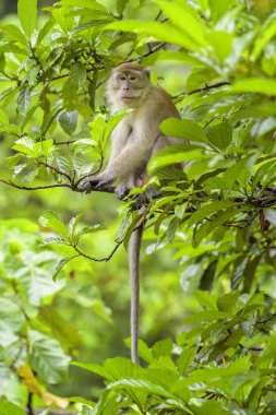 Uzun kuyruklu makak - Macaca fascicularis, Güneydoğu Asya ormanlar, woodlands ve bahçeleri, Sumatra, Endonezya ortak maymun.