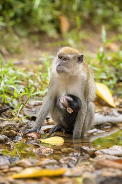 Uzun kuyruklu makak - Macaca fascicularis, Güneydoğu Asya ormanlar, woodlands ve bahçeleri, Sumatra, Endonezya ortak maymun.