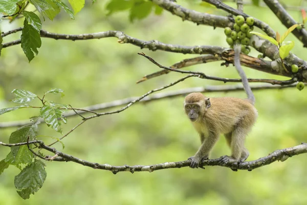 Macaco Dalla Coda Lunga Macaca Fascicularis Scimmia Comune Del Sud — Foto Stock