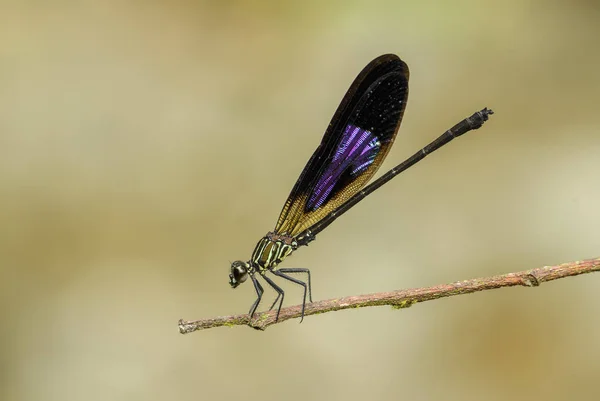 Asiatiska Dragonfly Euphaea Variegata Vackra Färgade Dragonfly Från Indonesiska Färskt — Stockfoto