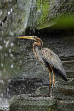 Mor Heron - Ardea purpurea, güzel büyük heron dünya çapında gelen tatlı su, göller ve nehirler, Bali, Sumatra.