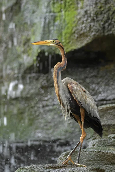 Mor Heron - Ardea purpurea, güzel büyük heron dünya çapında gelen tatlı su, göller ve nehirler, Bali, Sumatra.