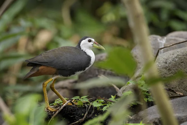 Waterhen Poitrine Blanche Amaurornis Phoenicurus Magnifique Waterhen Timide Originaire Des — Photo