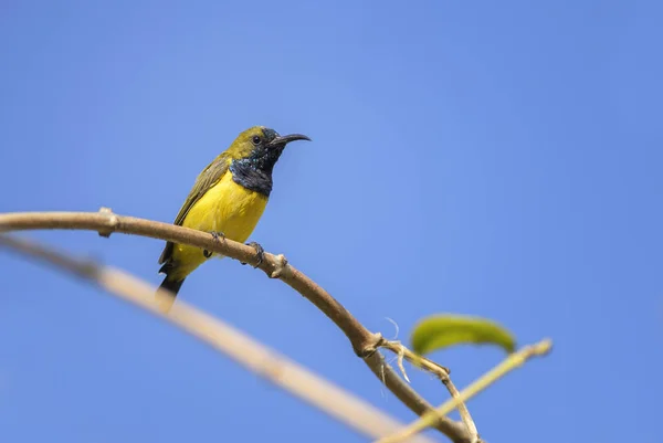 Оливковая Sunbird Cinnyris Jugularis Маленький Желтый Черный Sunbird Юго Восточной — стоковое фото
