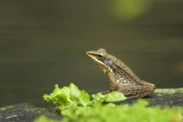 Χαλκού Frog Hylarana Chalconota Κοινή Πράσινο Βάτραχο Από Ινδονησιακά Δάση — Φωτογραφία Αρχείου