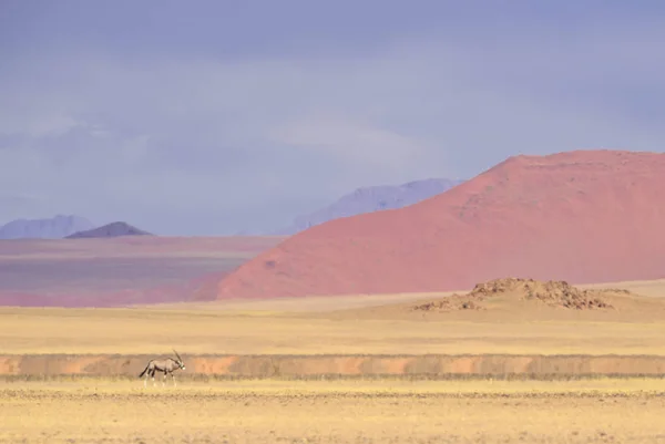 Sossusvlei Сіль Сковороду Високим Червоним Піщані Дюни Наміб Намібія Африка — стокове фото