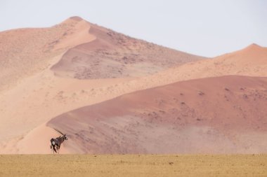 Güney Afrika antilopları - Oryx gazella gazella, güzel ikonik antilop Namib Çölü, Namibya üzerinden.