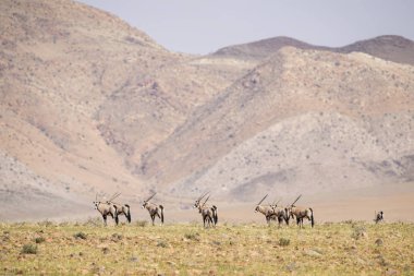 Güney Afrika antilopları - Oryx gazella gazella, güzel ikonik antilop Namib Çölü, Namibya üzerinden.